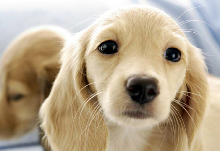 邢台盤特寵物食品科技有限公司